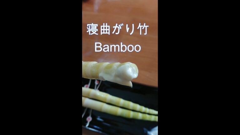 根曲がり竹　#shorts　#YouTubeショート    ＃タケノコ