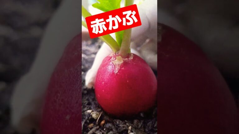 11月21日#赤かぶの収穫です