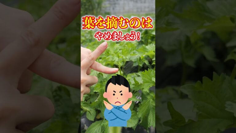 家庭菜園や農園のシソ栽培で大量収穫するには摘芯！収量アップさせるシソの育て方！【農園ライフ】#shorts