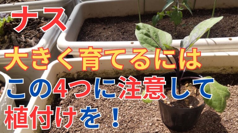 4/8【ナス】植付け　この4つに注意して植付けをすればこれからの成長が良くなります