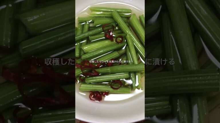 #shorts 収穫したセロリの浅漬け#家庭菜園