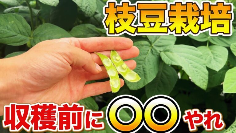 【大丈夫！？】大きい枝豆を収穫するには今の時期に〇〇する事が必要になってきます！プロ農家が枝豆栽培でやって欲しいこと教えます