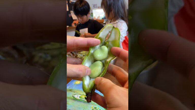 そら豆でつくる豆ご飯#shorts