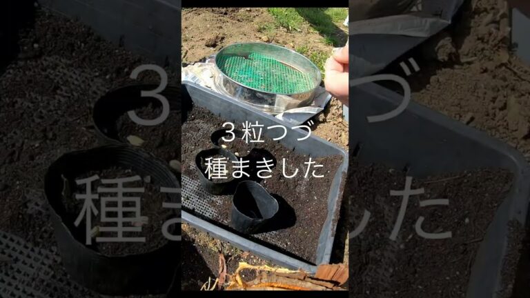 【家庭菜園】カボチャの種は割った方が発芽が早い？【実験】