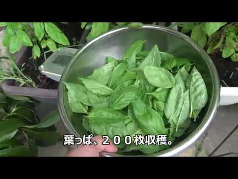 バジルソース（ナッツ多め）を作る、バジルの葉200枚(120g)松の実(40g)カシューナッツ(70g)クルミ(180g)アーモンド(190g)