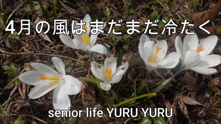 【60代シニアライフ】 雪の消えた庭にクロッカスとクリスマスローズが咲きました、キノコとベーコンのパスタ、コーヒー焙煎とカレーは喫茶店の香り、へんば餅、おまけの大吉再会編再び、