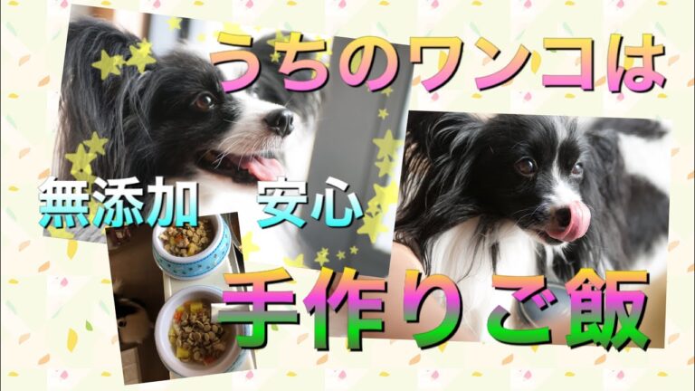 うちのワンコは手作りご飯
