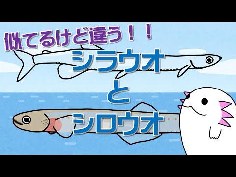 実は全く別の魚、シラウオとシロウオ!!