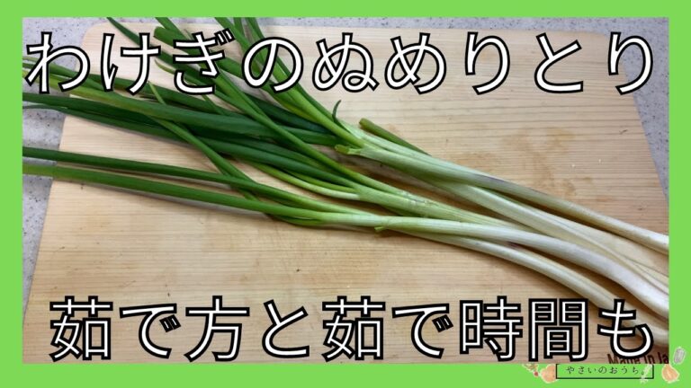 わけぎのぬめりとりを解説！茹で方と茹で時間も！