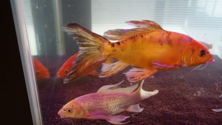 五目あんかけ焼きそば　福山ランチ案内【台湾料理   新天地】　福山平成大学近くの行列ができるお店　　福山市加茂町