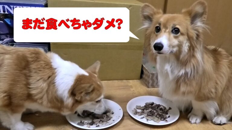 滝のようなヨダレなロクさん  Roku overflowing saliva 20200821 tuna カツオ Angela アンジェラさん コーギー corgi dog