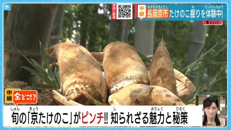【#旬の味覚】「京たけのこ」知られざる魅力とは⁉