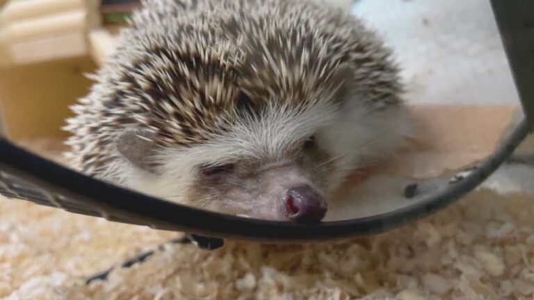 【ハリネズミ】回し車の上で寝てる所を邪魔されてご機嫌斜めなはりねずみ【hedgehog】