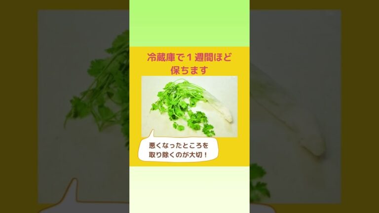 ひと手間で長持ち！パクチーの保存方法　#保存方法 #パクチー #タイ料理 #タイ料理教室 #shorts