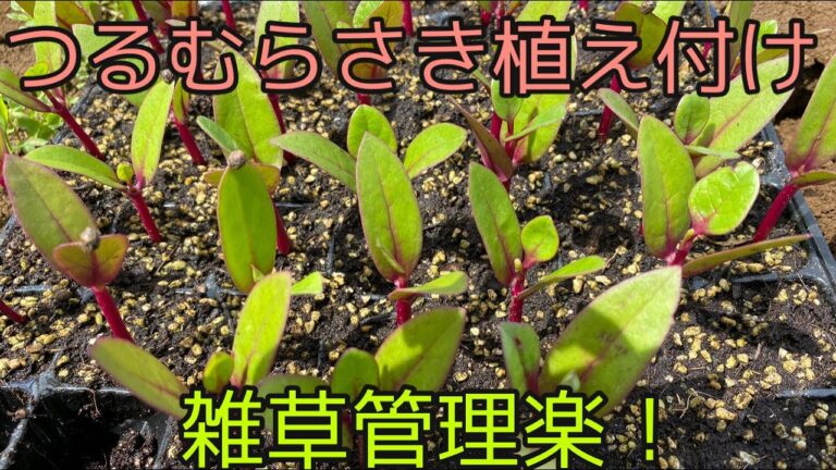 ツルムラサキ植え付け【夏の葉物】