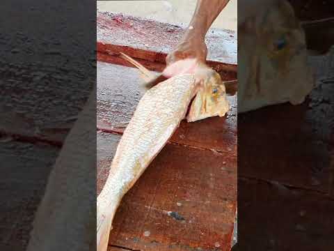 Whole Snapper Fish Cutting 5 Seconds | Fastest Fish Cutter in Asia