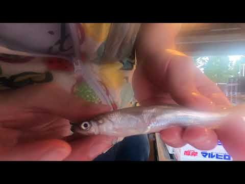【新物】2020/10/13 北海道産 生ししゃも