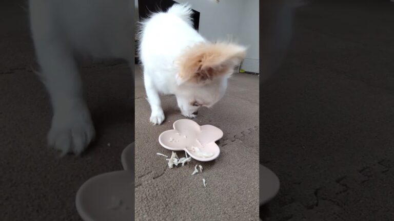 茹でささみをあげたら