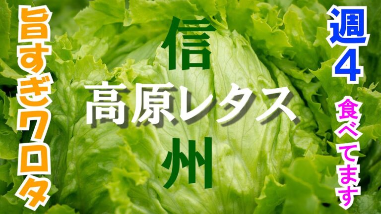 【長野県グルメ】旬！高原レタスが病みつきになるレシピ