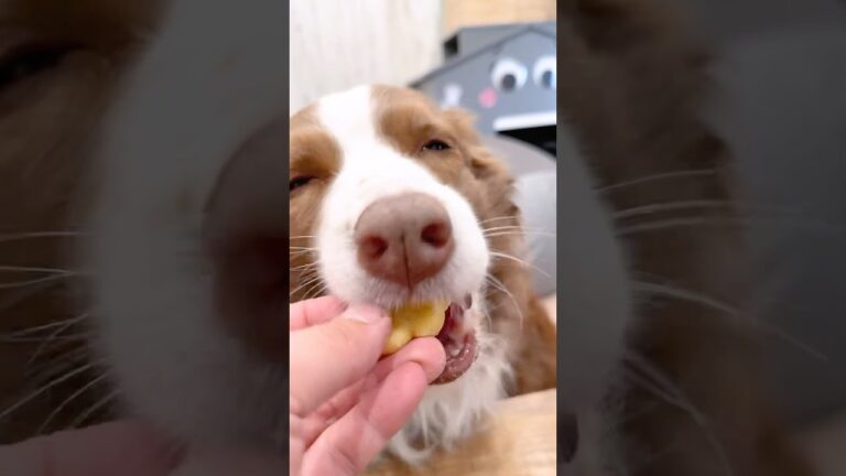 愛犬が喜ぶ犬用『お芋蒸しパン』の作り方！🍠✨手作りおやつ  #shorts