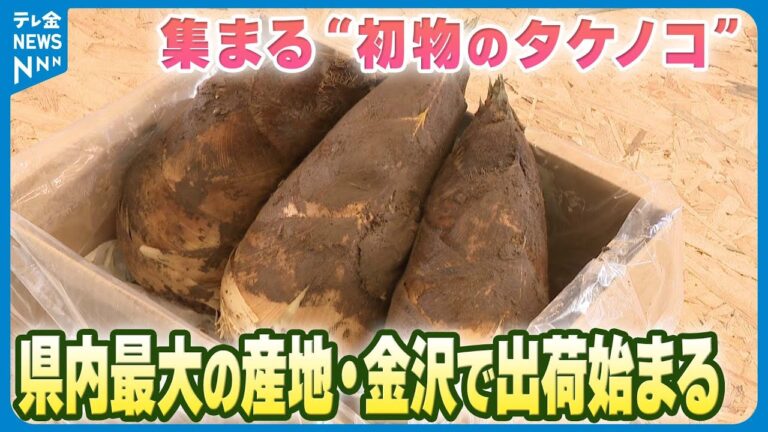 【集まる“初物のタケノコ”】石川県内最大の産地・金沢で出荷始まる　17日に店頭へ