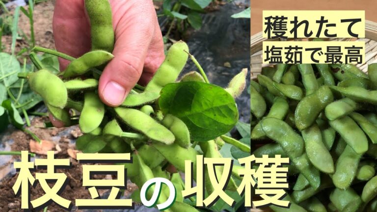 枝豆（茶豆）の収穫と塩茹でしてビールのお供に