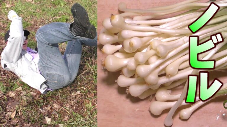 ノビル採って食べる。味噌汁。春の味。うまいぞ。　簡単、ノビルの味噌汁の作り方。ノビルの採り方。ノビルの食べ方。　山菜。野草。山菜採り。　男の料理。レシピ。