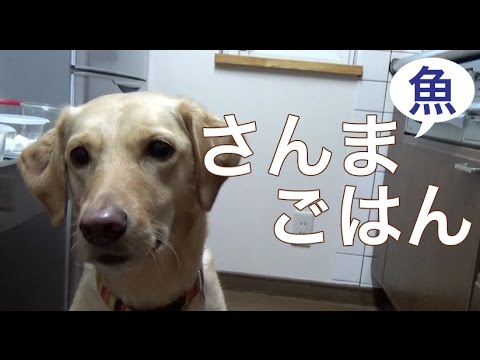犬の健康手作りご飯：さんまご飯