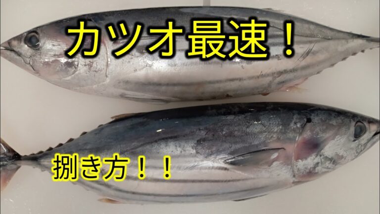 [魚の捌き方]カツオ最速捌き方！