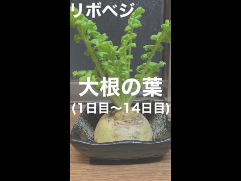 【リボベジ】大根の葉を再生させてみた 1日目〜14日目