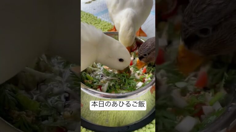 ＠あひらあちゃんねる  茹で蕎麦（十割）ヒジキ　青梗菜　白菜　プチトマト　小松菜　コーン　人参の葉っぱ　ペレット #callduck #ducks #アヒル #あひるの餌#アヒルご飯