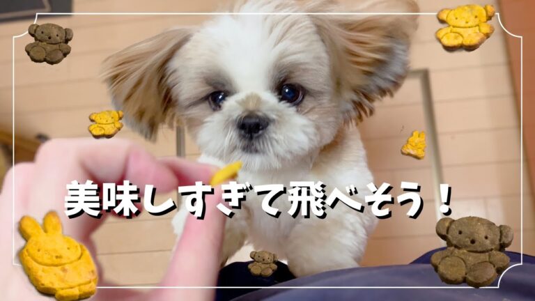 【シーズー】大興奮！！おいしい手作り犬用かぼちゃクッキー🍪