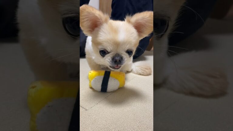 たまごのお寿司さんが大好きなペキチワ🐶🍣 #ペキチワ #チワワ #shortvideo #chihuahua #犬のいる暮らし #癒し動画 #doglife