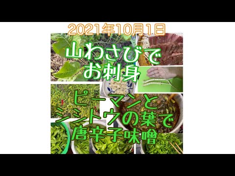 山わさびでお刺身 ピーマンとシシトウの葉で唐辛子味噌