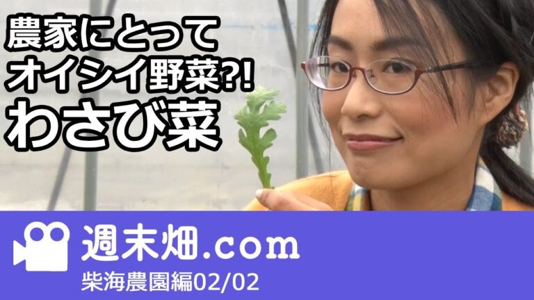 農家にとってもオイシイ「わさび菜」 - 柴海農園