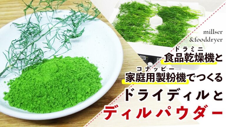 【ドライハーブ】ドライディル/ディルパウダーの作り方【ハーブパウダー】