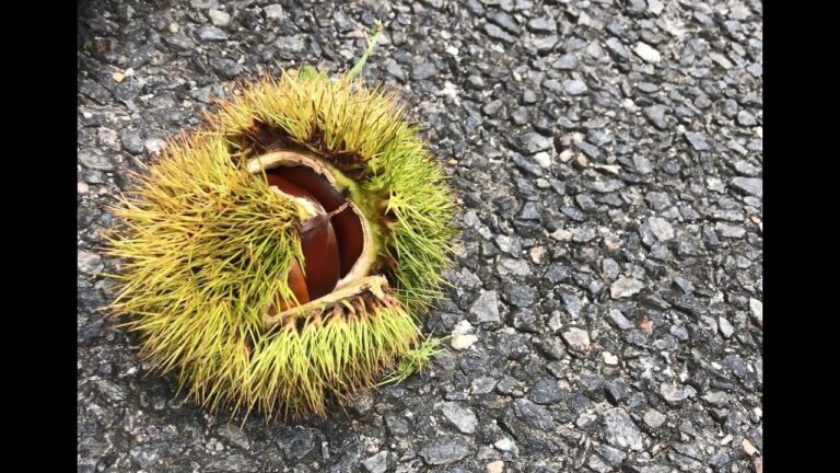 台風14号の畑｜栗拾い｜栗の渋皮煮｜説明入りvlog｜郡上へ|主婦の家庭料理｜japanesefood