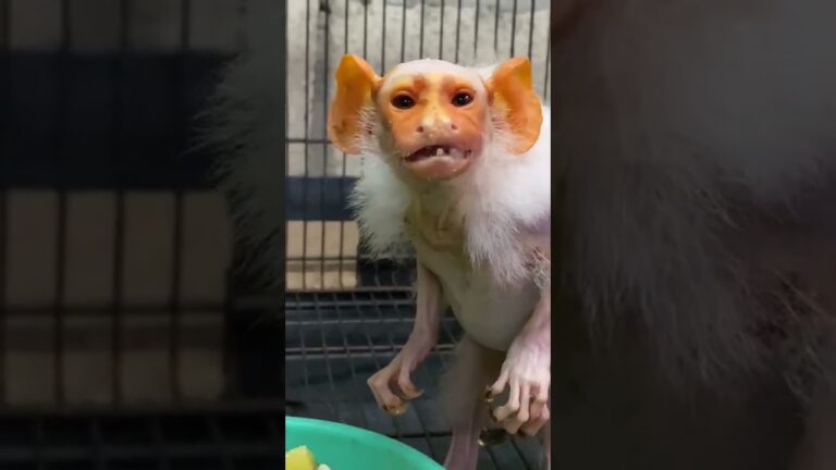 歯並びがボロボロなのも可愛いコモンおばあちゃん♫  Old common marmoset’s teeth are old too