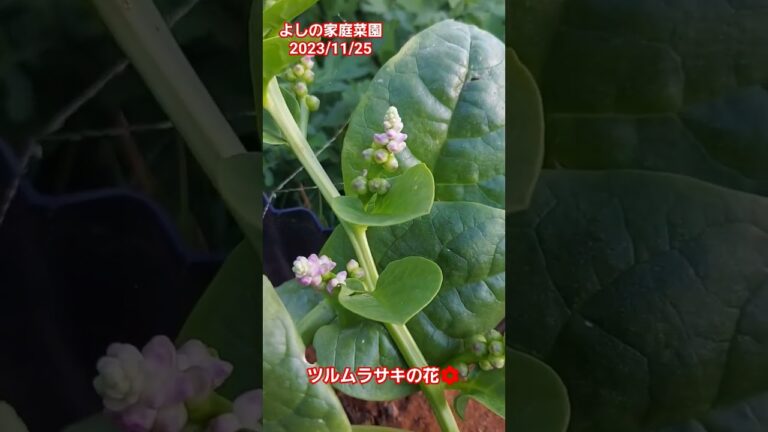20231125　ツルムラサキの花