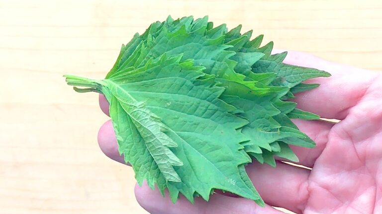 【紫蘇】保存方法【大葉】