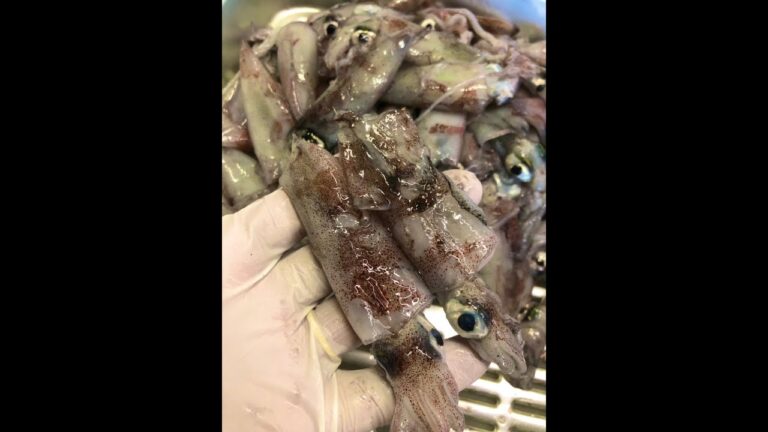イカの新子のおいしい食べ方はただボイルするだけ