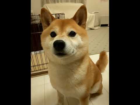 【犬ごはん】2020.4.10. おいなり🐶夜ごはんです🎵