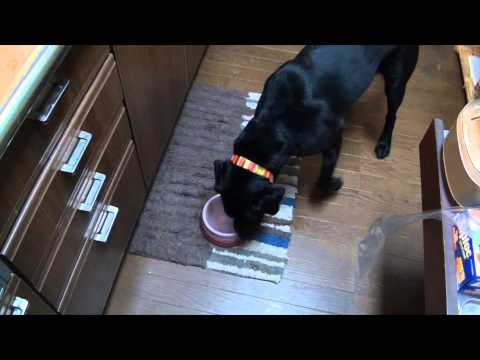 犬ご飯：朝はテンションが上がって大喜び！鶏肉と野菜のいつもの煮込みだよ。