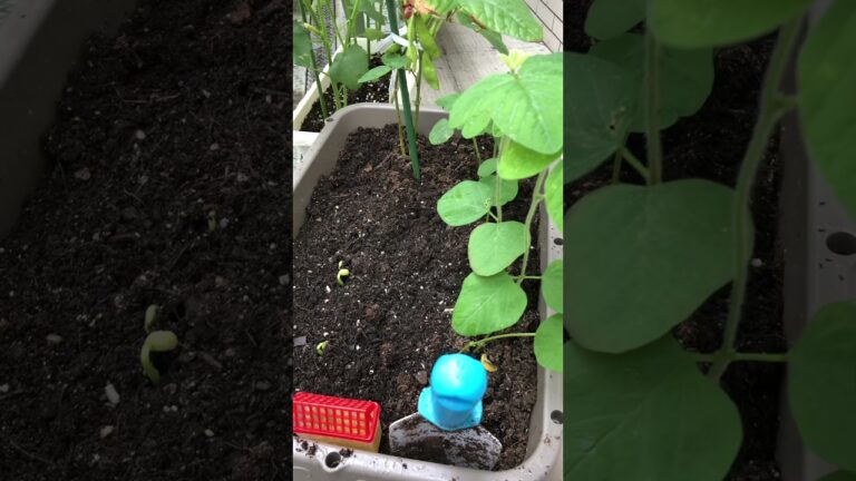 【枝豆観察】種付けから1週間目　芽が出てきました。　20210707