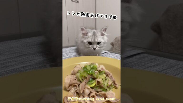 長ネギたっぷり！ネギ塩豚炒めwith cat