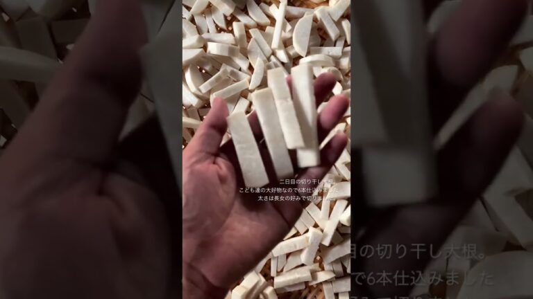 田舎暮らしの切り干し大根２日目の様子［こども達の大好物］［室内干し］