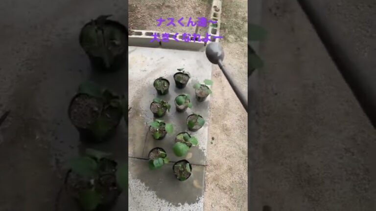 #なすび #やさい #やさいのひOTOKOの育成日記2ヶ月目