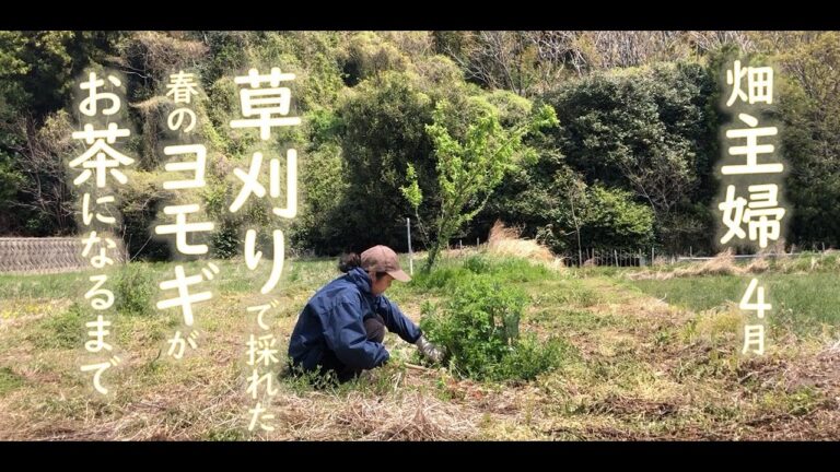 家庭菜園主婦、畑の草刈りで採れた野草の春のヨモギが焙煎茶になるまで。４月の畑の様子や主婦の日常、ヨモギ茶を楽しむ夫とトラ猫の一服