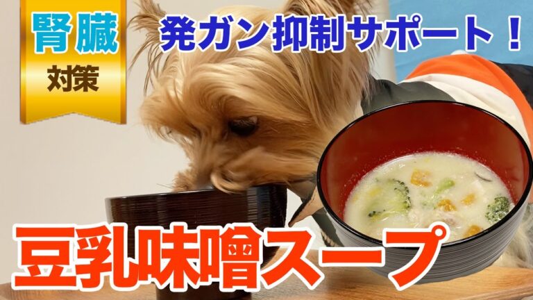 【愛犬手作りご飯】発ガン抑制サポート！食欲促進「豆乳味噌スープ」