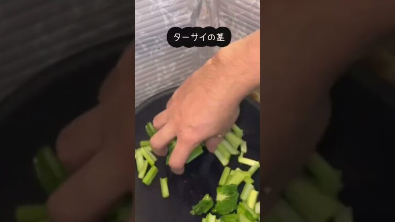 【レシピ】男のターサイのにんにく炒め #shorts
